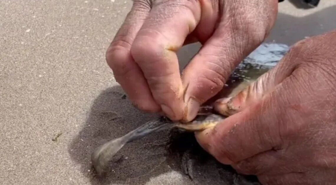 Suspenden a coordinadora de ecología por mutilación de mantarrayas para Semana Santa en Huatabampo Suspenden a coordinadora de ecología por mutilación de mantarrayas para Semana Santa en Huatabampo