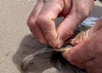 Suspenden a coordinadora de ecología por mutilación de mantarrayas para Semana Santa en Huatabampo