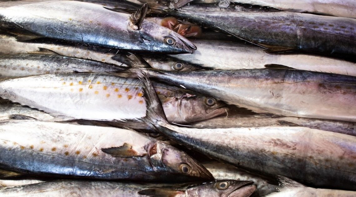 No evitan que les den “gato por liebre”: En Hermosillo desconocen cómo diferenciar especies de pescados que consumen