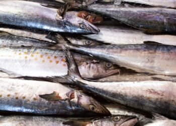 No evitan que les den “gato por liebre”: En Hermosillo desconocen cómo diferenciar especies de pescados que consumen