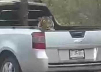 Tigre asegurado en Sinaloa no es ‘Baluma’: FGR