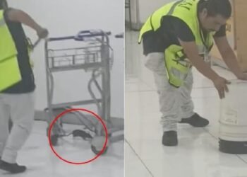 Rata gigante desata pánico entre turistas que esperaban su vuelo en el AICM