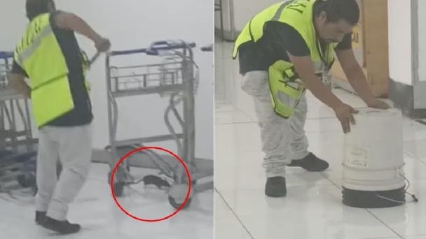 Rata gigante desata pánico entre turistas que esperaban su vuelo en el AICM Rata gigante desata pánico entre turistas que esperaban su vuelo en el AICM