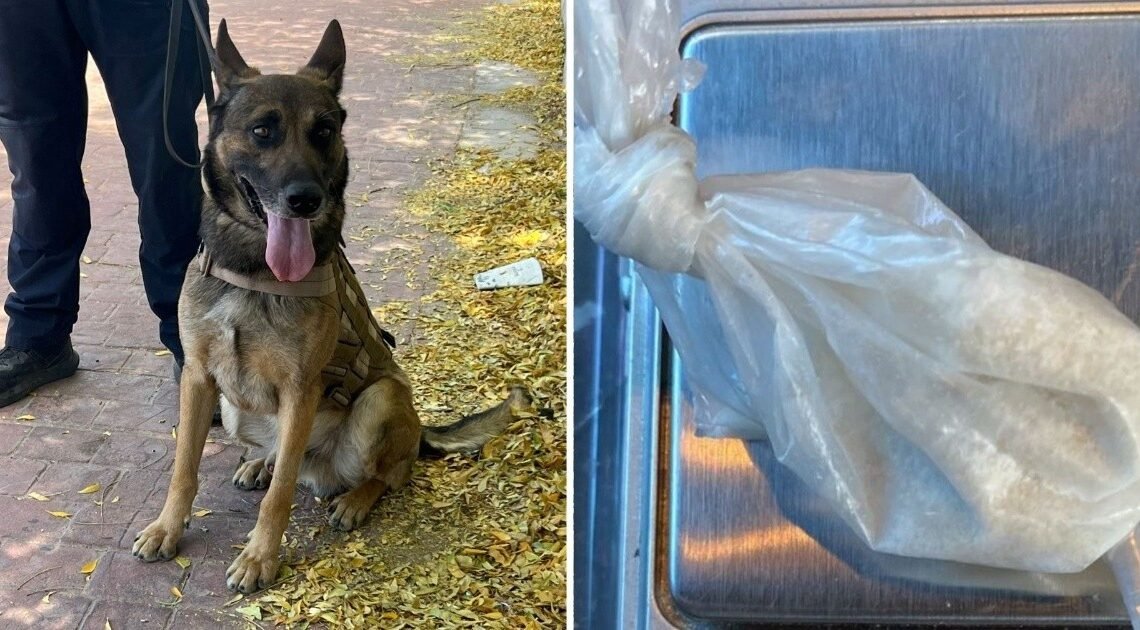 Unidad K-9 de la Policía Estatal asegura a una persona en posesión de droga