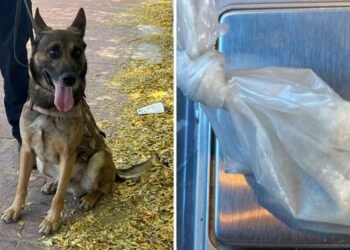 Unidad K-9 de la Policía Estatal asegura a una persona en posesión de droga