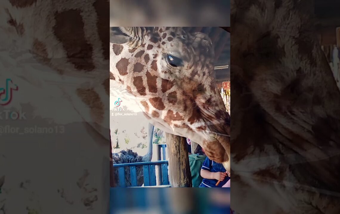 hermoso zoológico de Hermosillo Sonora 🥰😍😍