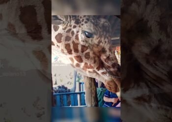 hermoso zoológico de Hermosillo Sonora 🥰😍😍