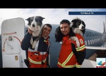 Frida estaría orgullosa! Ellos son los perritos rescatistas que apoyan a Turquía y Siria tras sismos