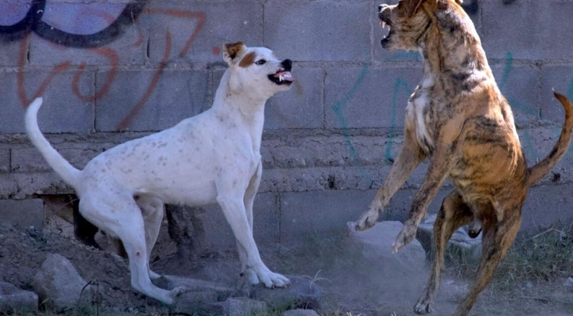 En Hermosillo aplican una multa al día por agresiones de perros En Hermosillo aplican una multa al día por agresiones de perros