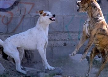En Hermosillo aplican una multa al día por agresiones de perros