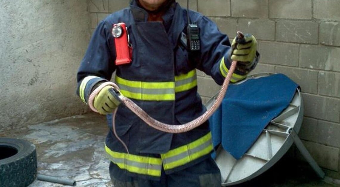¡Cuidado! Es común que víboras aparezcan en la ciudad en los meses de mayo a julio asegura Bombero y veterinario de Hermosillo