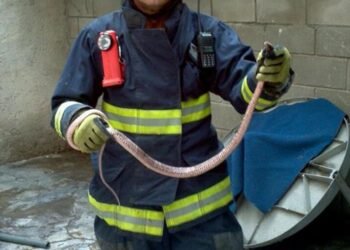 ¡Cuidado! Es común que víboras aparezcan en la ciudad en los meses de mayo a julio asegura Bombero y veterinario de Hermosillo