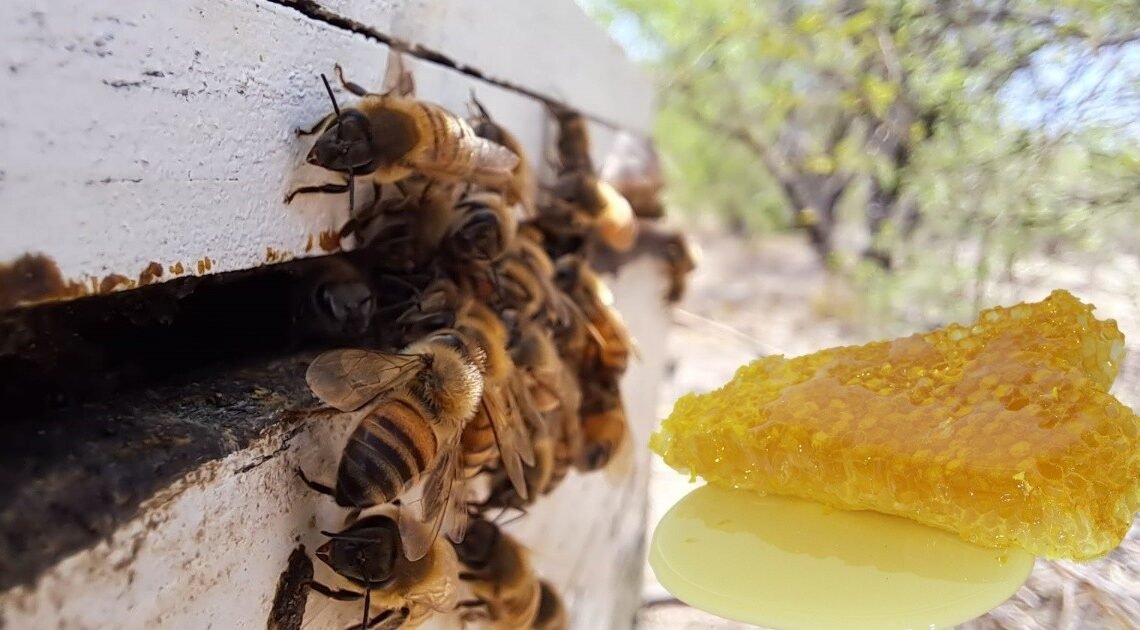 Día Mundial de las abejas: Miel de Hermosillo es de las mejores del mundo Día Mundial de las abejas: Miel de Hermosillo es de las mejores del mundo
