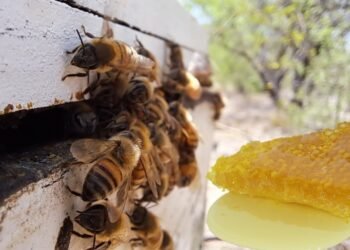 Día Mundial de las abejas: Miel de Hermosillo es de las mejores del mundo