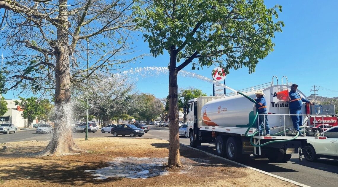 Calcula hay un árbol por cada 20 habitantes