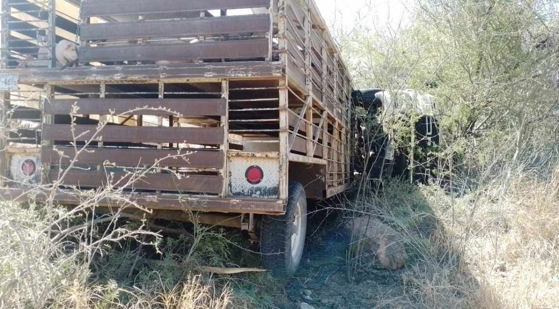 Vuelca vehículo cargado de cerdos en la carretera Hermosillo-Ures