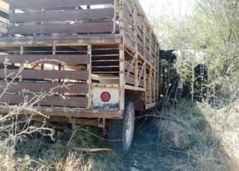 Vuelca vehículo cargado de cerdos en la carretera Hermosillo-Ures