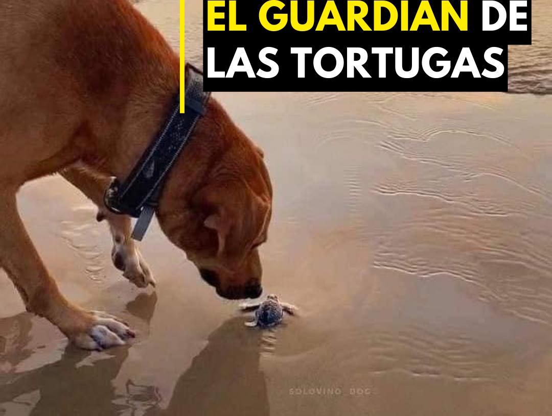 El guardián de las tortugas