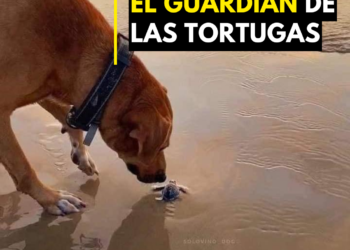 El guardián de las tortugas