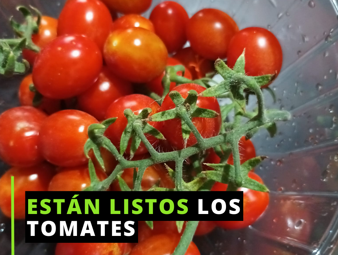 Consumen lo que siembran en casa Consumen lo que siembran en casa