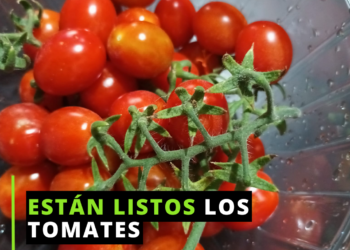 Consumen lo que siembran en casa