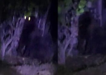 Alertan por gorila suelto en Hidalgo; llaman a localizarlo