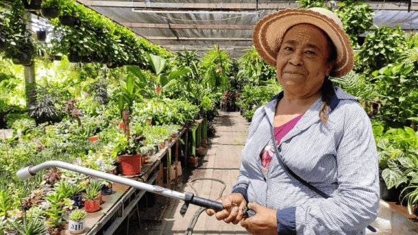 50 años de pasión verde: Eudosia es dueña de “Vivero el Paraíso” 50 años de pasión verde: Eudosia es dueña de “Vivero el Paraíso”