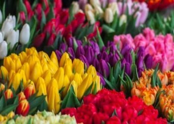 Flores costarán 10% más este Día de las Madres