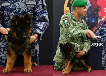 Sedena recibe perrito rescatista donado por Turquía; ¡Elige su nombre aquí!