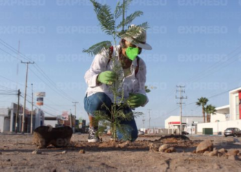 Importancia de la reforestación y sanciones por tala de árboles