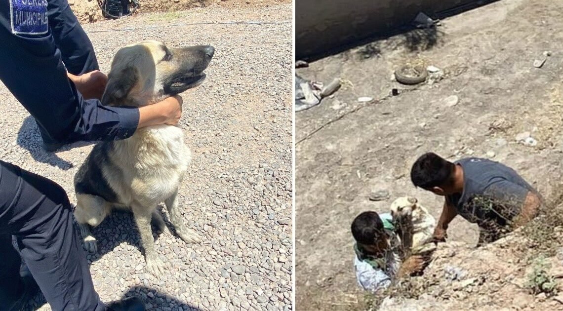 Rescatan a perrito que cayó en canal del bulevar Lázaro Cárdenas