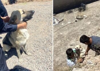Rescatan a perrito que cayó en canal del bulevar Lázaro Cárdenas