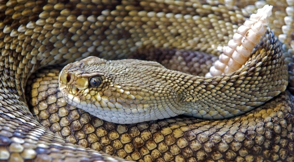 Hermosillo: Serpiente de cascabel muerde a niño en colonia Villa de Seris
