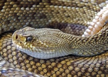 Hermosillo: Serpiente de cascabel muerde a niño en colonia Villa de Seris