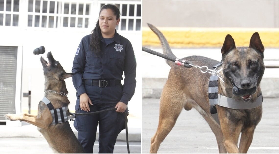 Perros policía 24/7 en Hermosillo ¡lo dan todo en su labor!