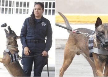 Perros policía 24/7 en Hermosillo ¡lo dan todo en su labor!