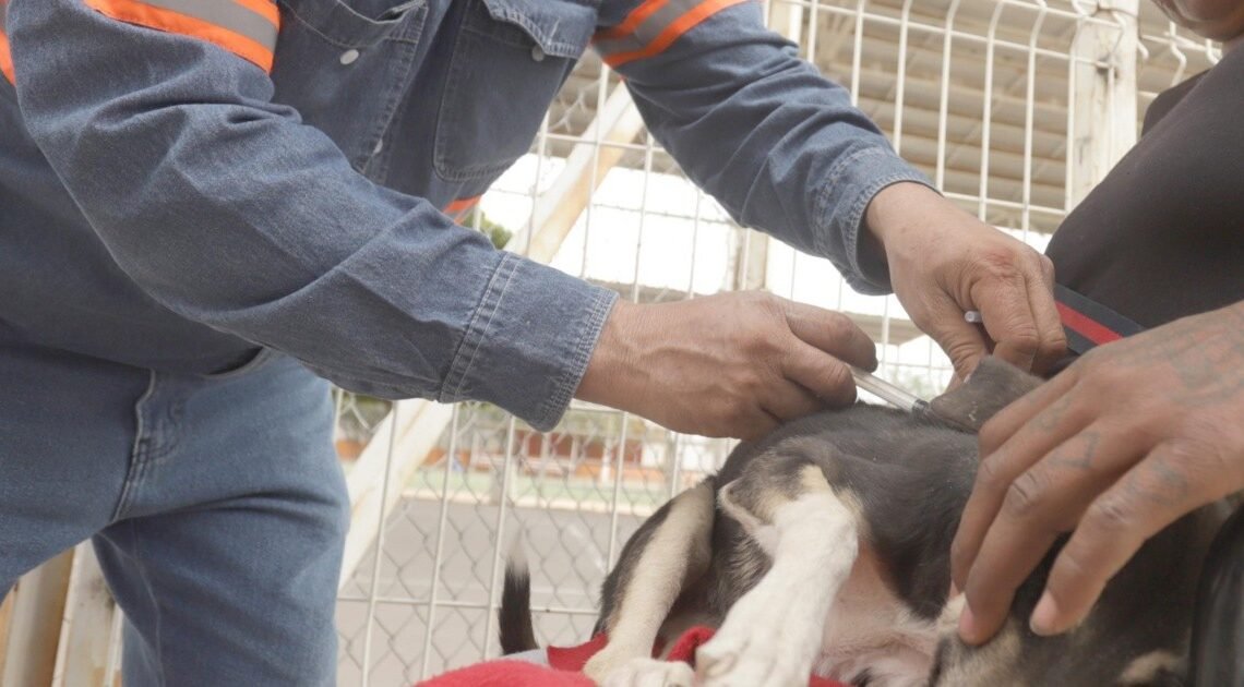 Hermosillo: Realizarán jornada gratuita de salud animal en Los Olivos; Así puedes registrar a tu mascota