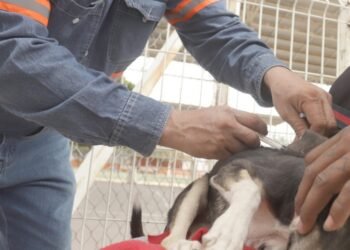Hermosillo: Realizarán jornada gratuita de salud animal en Los Olivos; Así puedes registrar a tu mascota