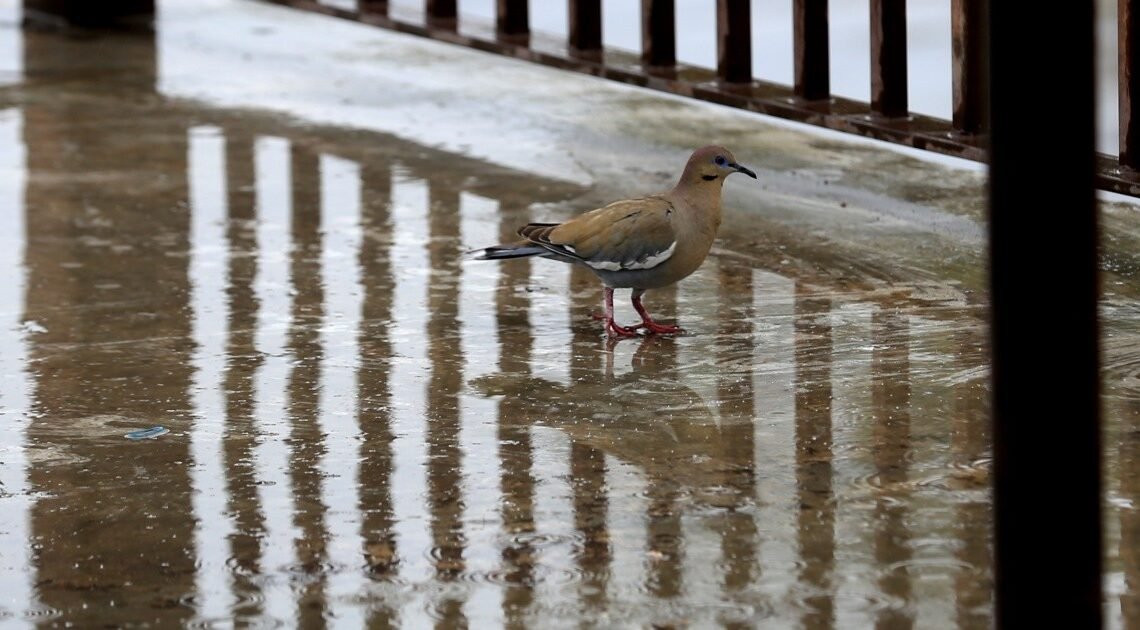 Clima en Sonora: Hay probabilidades de lluvia para la zona Oriente del estado, informa Conagua
