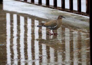 Clima en Sonora: Hay probabilidades de lluvia para la zona Oriente del estado, informa Conagua