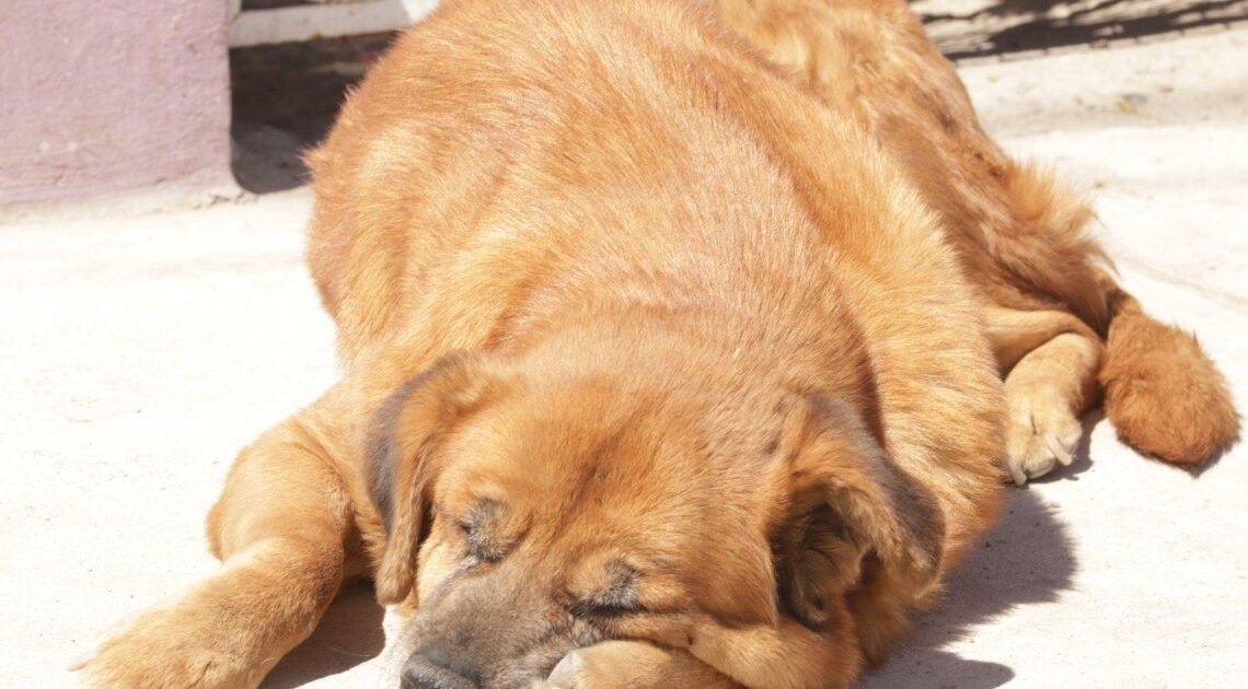 Hermosillo: Registro municipal de mascotas será por App del Ayuntamiento