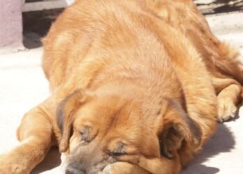 Hermosillo: Registro municipal de mascotas será por App del Ayuntamiento
