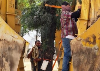 Hermosillo: Si no “prenden” árboles trasplantados del puente a desnivel deberán reemplazarlos