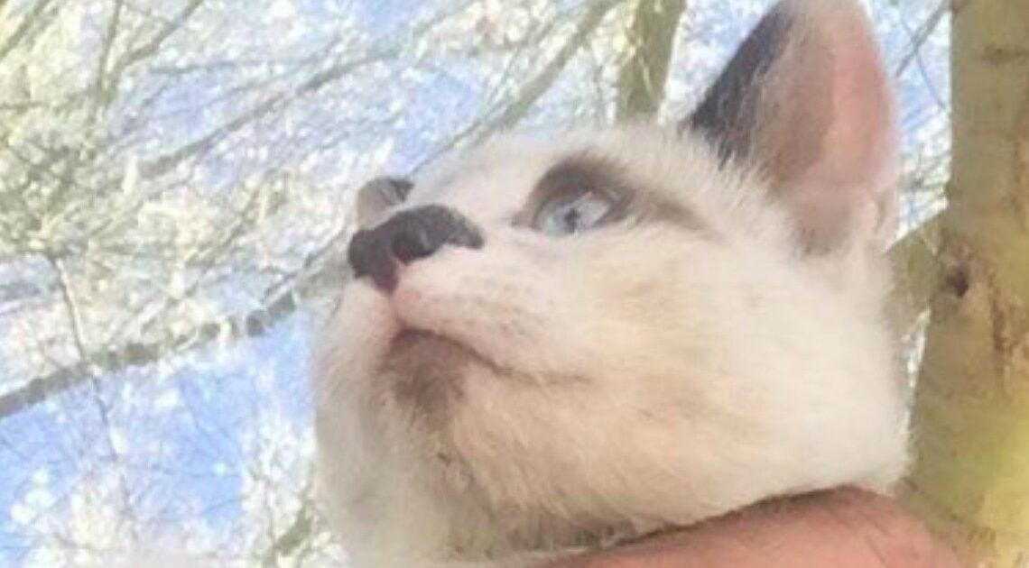 Hermosillo: Gatito rescatado de incendio en Valle de Agualurca está en adopción