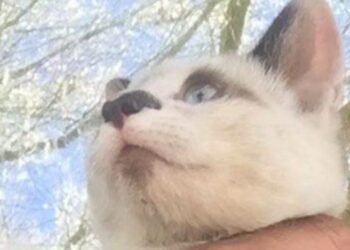 Hermosillo: Gatito rescatado de incendio en Valle de Agualurca está en adopción