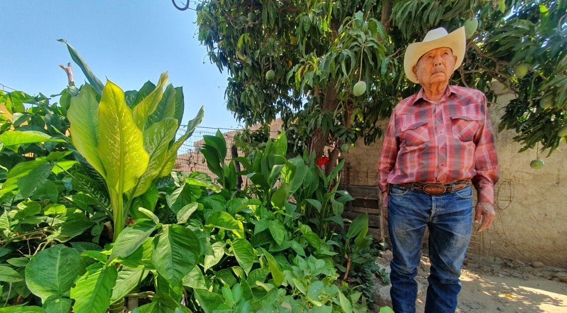 Hermosillo: El señor Manuel cuida con amor el jardín de su difunta esposa