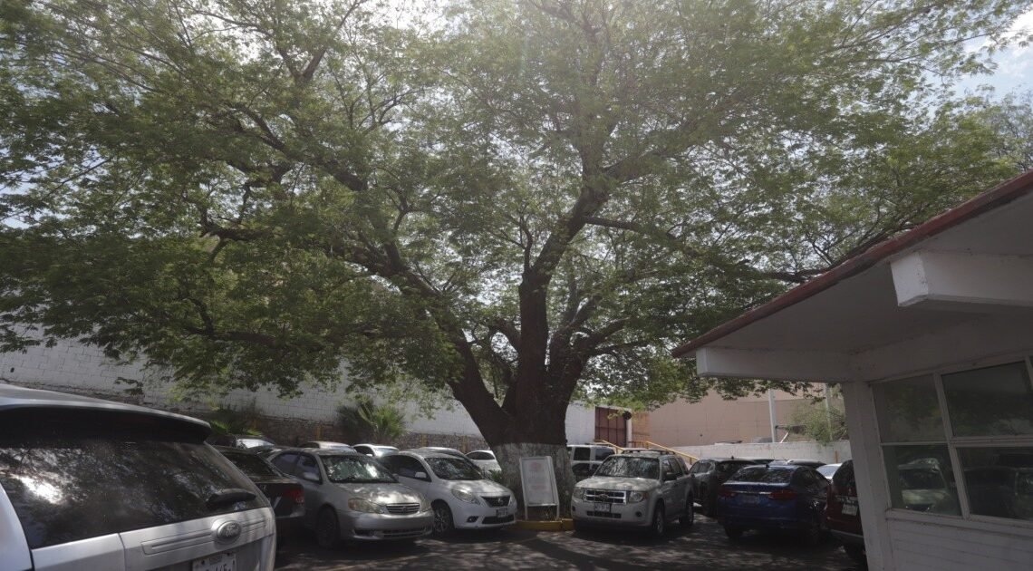Día del árbol: Ayuntamiento de Hermosillo trabaja en mantener yucatecos y ceibas