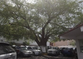 Día del árbol: Ayuntamiento de Hermosillo trabaja en mantener yucatecos y ceibas