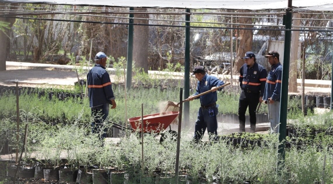 Día del árbol: Regalarán hoy 500 árboles nativos en el Parque Madero de Hermosillo