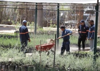 Día del árbol: Regalarán hoy 500 árboles nativos en el Parque Madero de Hermosillo
